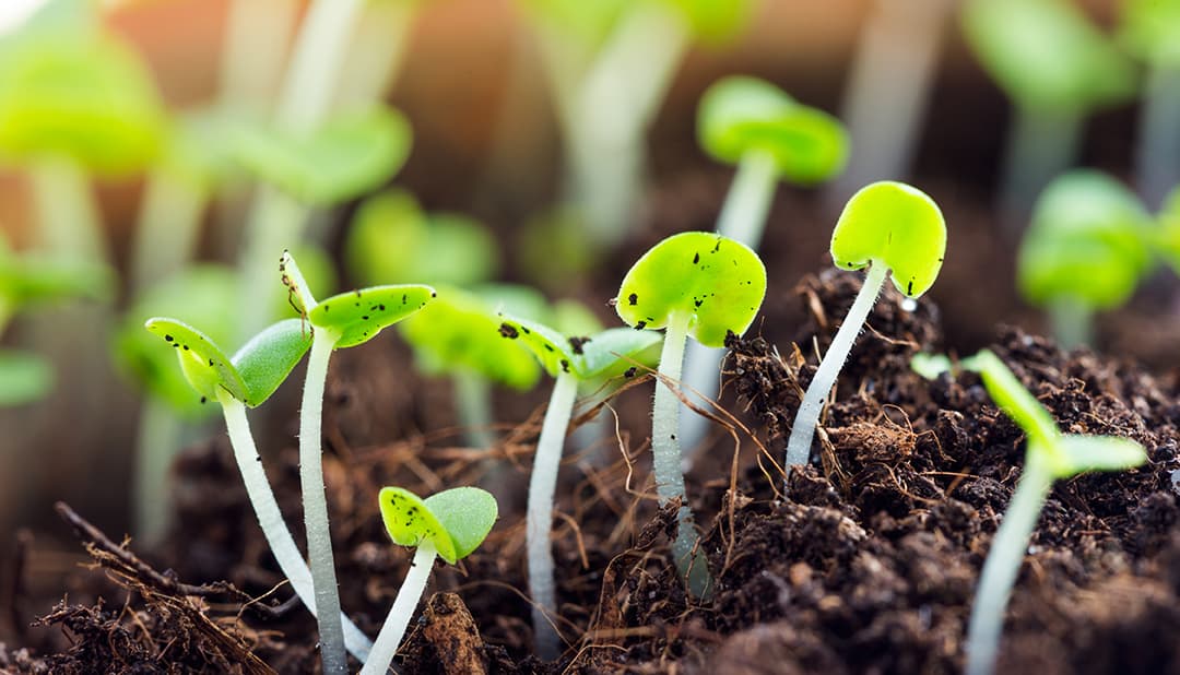 Plants growing in soil